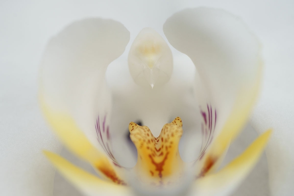 Orchidee, weiß, Makro