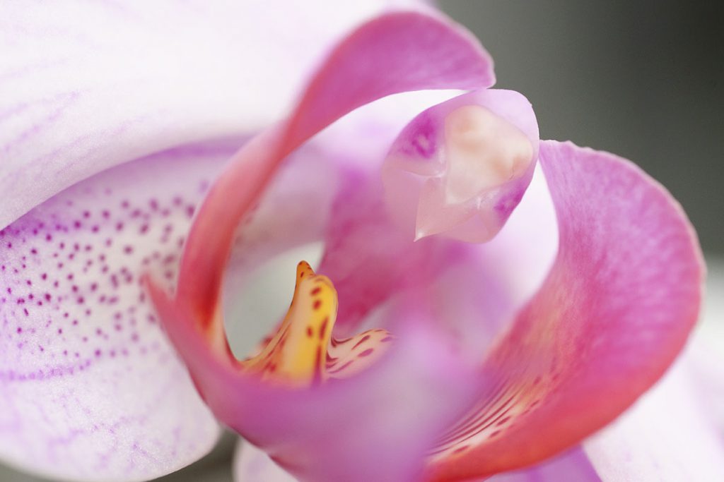 Orchidee, violett, Makro