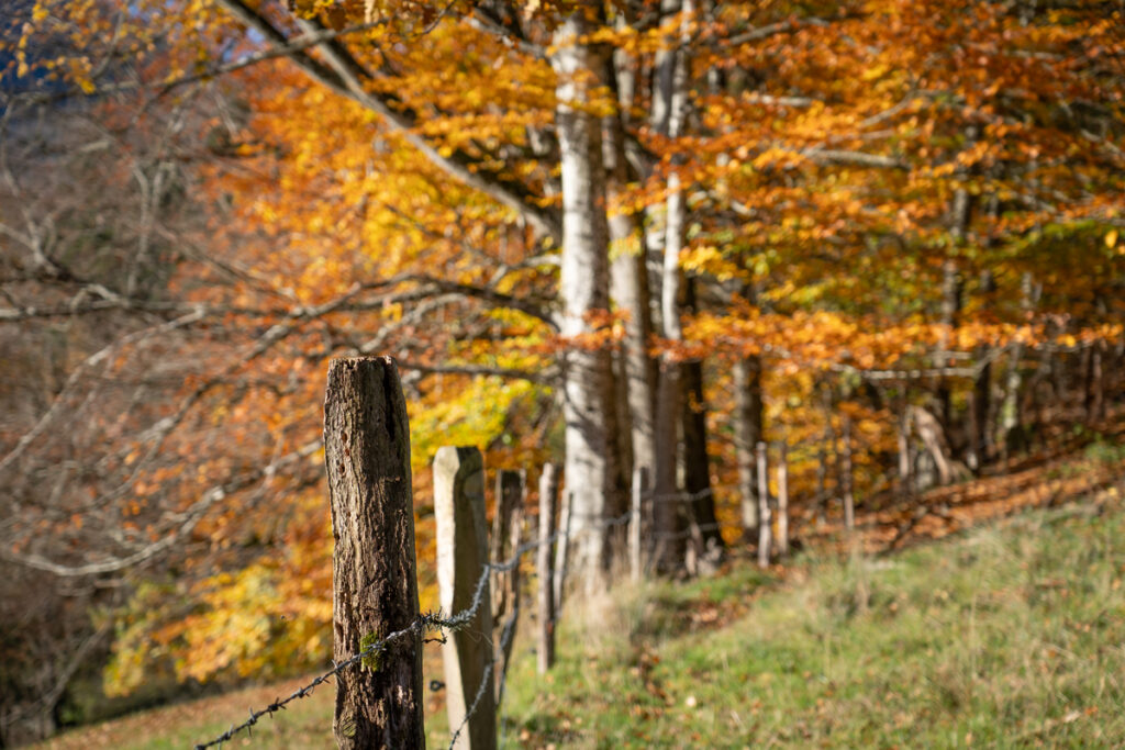Herbst in Hochschlehdorf