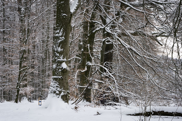 Buche, Schnee, Freising, Plantage
