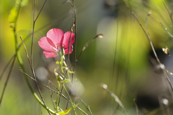 Rosa Blümchen im Herbst