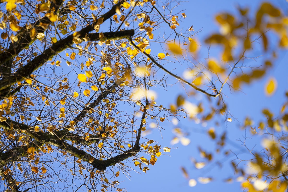 Lindenkronen im Herbst
