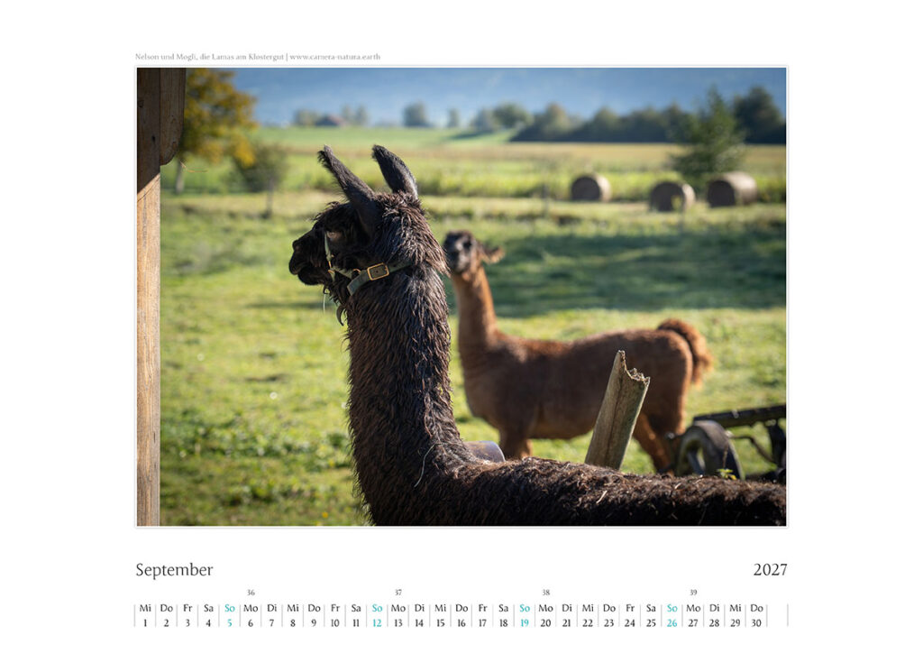 Kal_Kochelsee_202710